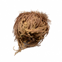 images/productimages/small/Rose of Jericho - wholesale .png